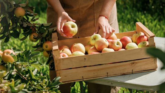 Jablká hromadne padajú, hrušky sú tvrdé a bez chuti: Prečo si dobrovoľne ničíte úrodu? Stačí vedieť, kedy ju pozberať