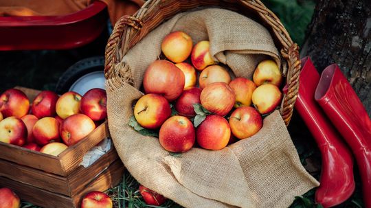 Dodržte tieto rady a jablká vám vydržia až do jari. Vedeli ste, že sa oplatí, uložiť ich do javorových listov? Dôvod vás prekvapí
