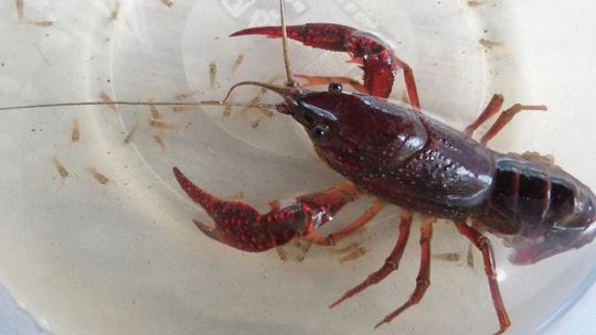 Malý vodný tok bol plný nebezpečných amerických rakov. Ochranári ...