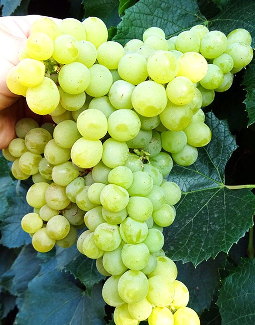Vinič ‘Zolotce’