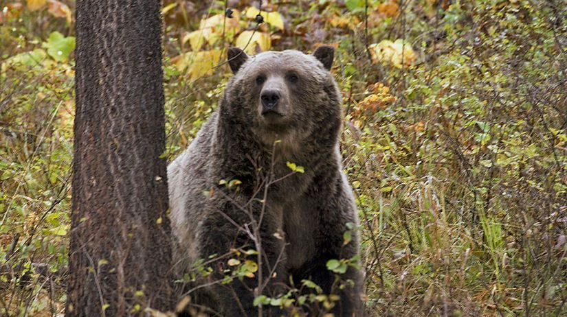 Medveď grizzly