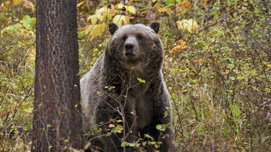 V blízkosti obydlí v Ružomberku sa opäť pohyboval medveď, rieši to zásahový tím