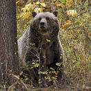 Medveď grizzly
