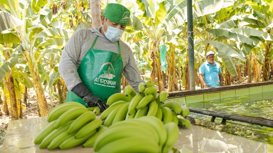 Trs banánov tvoria ruky, jednotlivé banány sa...