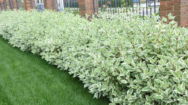 drieň biely Sibirica variegata