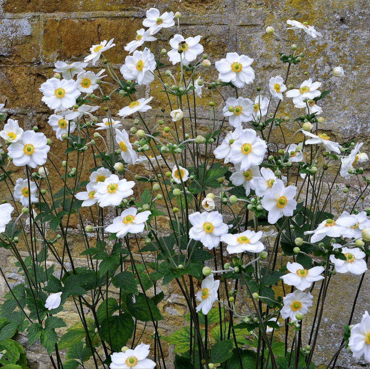 Veternica ‘Honorine Jobert’ dokonalo biele...