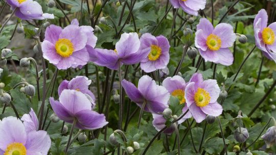 Veternica ‘Regal Swan’ vznikla z odrody ‘Dainty...