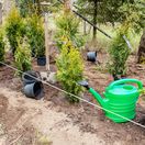 živý plot, výsadba