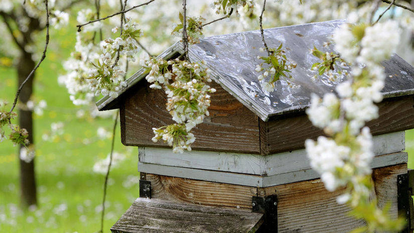 Z 90 percent sa na opeľovaní ovocných stromov...