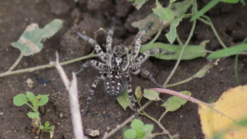 Strehúň škvrnitý - pavúk pripomínajúci...