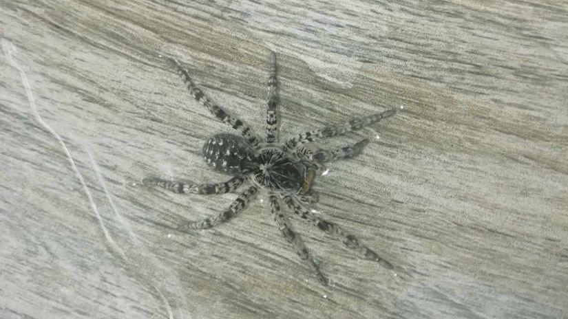 „Fešák“, ktorého našla Marcela Skaličanová vo...