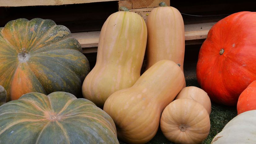 ‘Butternut Walthamn‘ je maslová tekvica s...
