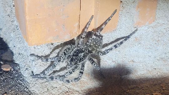 Nedávno sme ho mali aj my na stavbe.