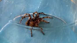 Ráno ma vyprevádzal. Už má meno - strehúň...