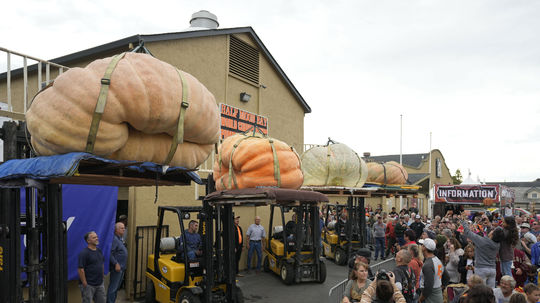 Posledné štyri tekvice, ktoré sa majú zvážiť,...