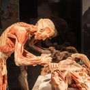 výstava Body Worlds, platinácia