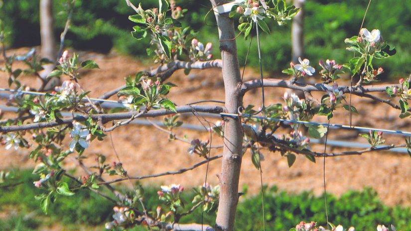 Ideálna výška stromčeka v tvare štíhleho...