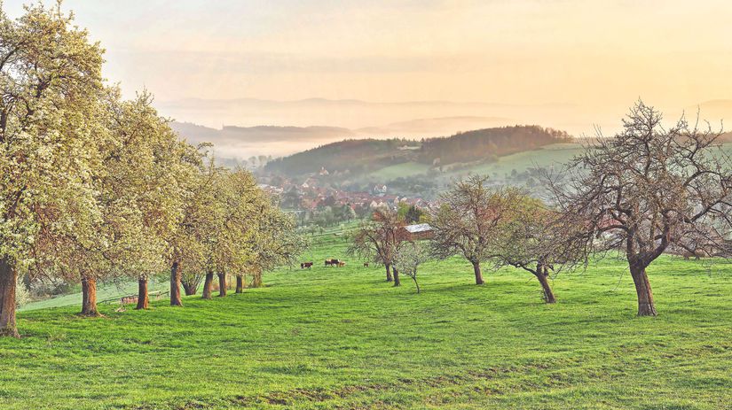 Ovocné stromy boli od nepamäti dôležitou...