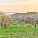 ovocné stromy, staré odrody