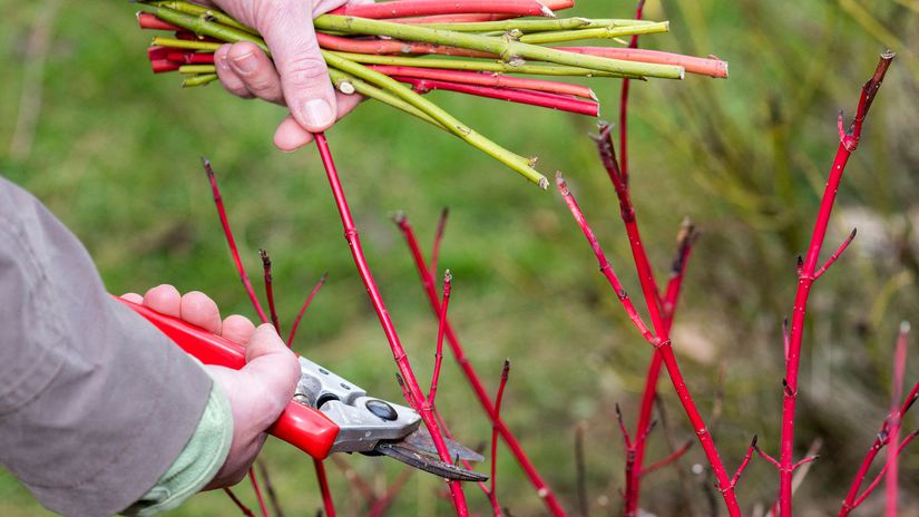 Mimo vegetačné obdobie môžete okrasné listnaté...