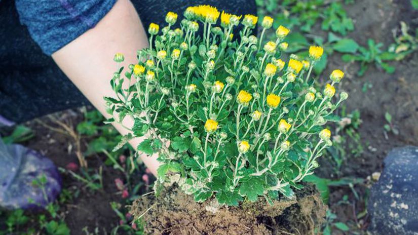 Chryzantémy si môžete dopestovať na záhonoch a...