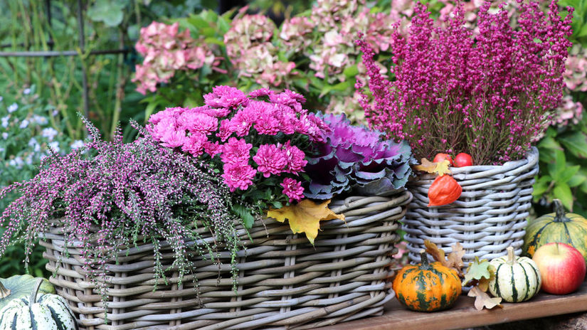 Vres úplne vľavo a vresovec vpravo na fotografii.