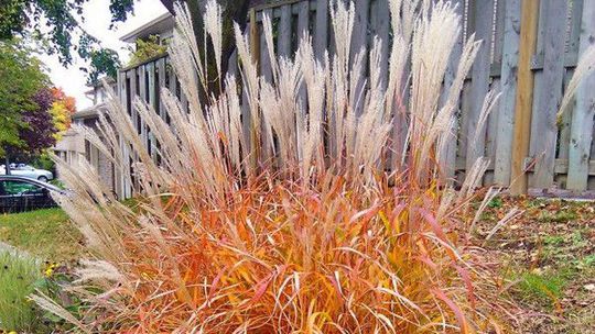 Pre ozdobnicu čínsku je typické to, že koľko...