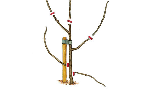 1. pestovateľský rok: Stromčeku so zapestovanou...