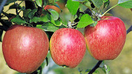 jabloň, Braeburn