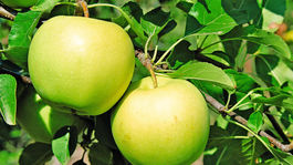 jabloň, Golden Delicious