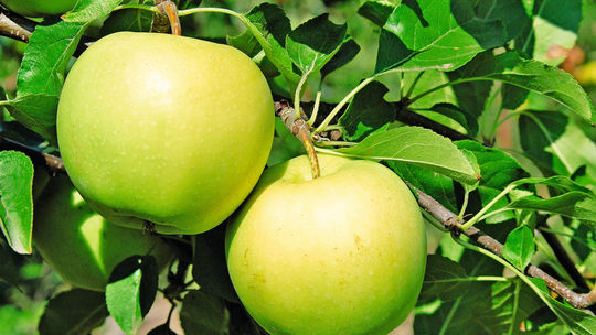 ‘Golden Delicious’