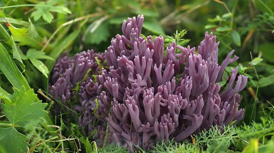 K najkrajším lúčnym druhom patrí jednoznačne...