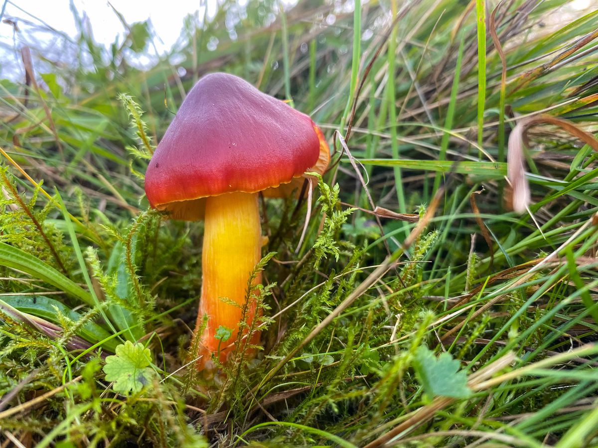 Lúčnica granátovočervená, najväčšia z lúčnic.