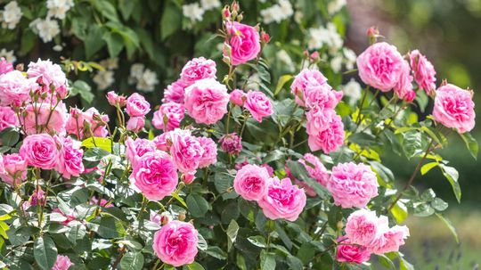 ‘Gertrude Jekyll’: Jej najväčšou prednosťou je...