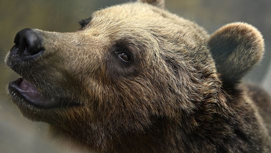 Japonsko má rekordný počet útokov medveďov, pôjde na nich s pomocou umelej inteligencie