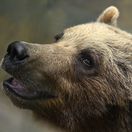 Medveď hnedý