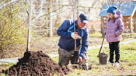 sadenie, výsadba, sadiť, ovocný strom,