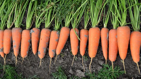 ‘Cascade F1’ je výnosný, sladký hybrid s...