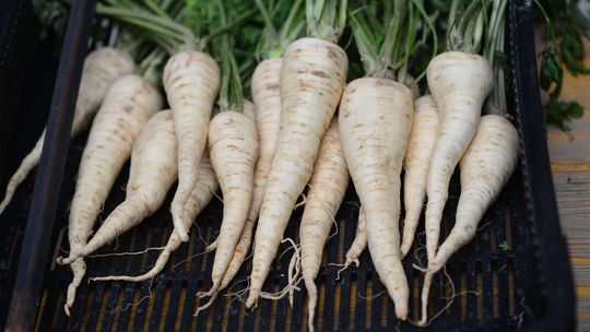 Petržlen ‘Konika’ má kratší koreň (12 až 15...