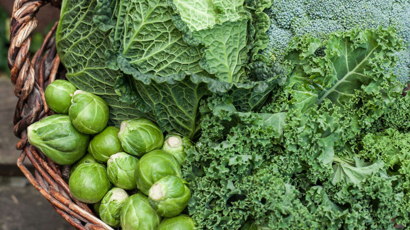 kel kučeravý, kel hlávkový, kel ružičkový,...