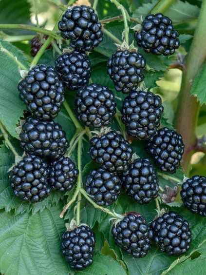 Černica ‘Navaho’