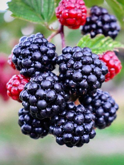 Černica ‘Polar’