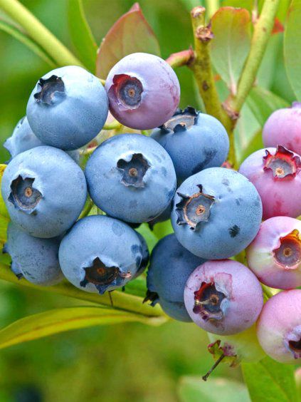 Čučoriedka ‘Bluejay’