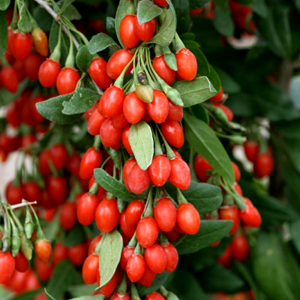 Kustovnica čínska ‘Big Lifeberry’