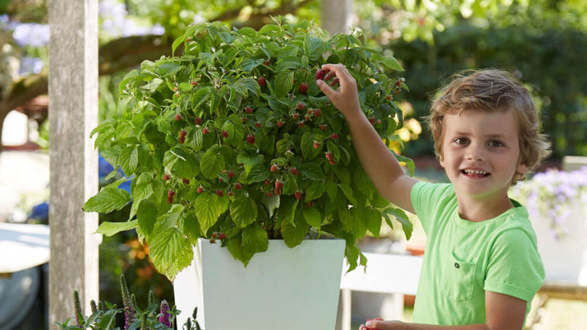 Malina ‘Bonbonberry Yummy’