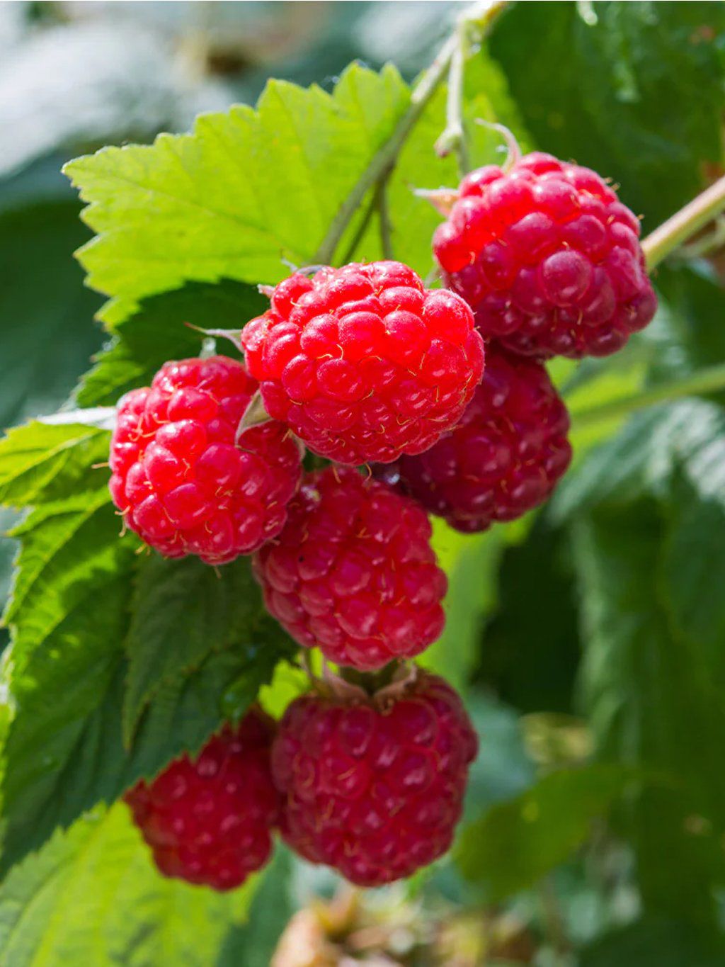 Malina ‘Willamette’