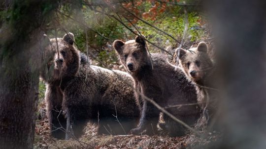 Medveď strhol v Porube ovcu, zásahový tím nainštaloval fotopasce