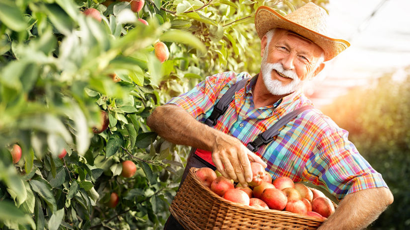 muž, dôchodca, ovocný sad, jablká, zber, košík