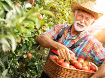 muž, dôchodca, ovocný sad, jablká, zber, košík