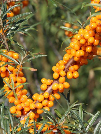 Rakytník rešetliakovitý ‘Friesdorfer Orange’